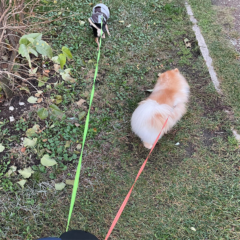 🐾 Dual Retractable Dog Leash 💡 | 360° Swivel, Reflective Tangle-Free Walking Lead for Small Dogs 🐶